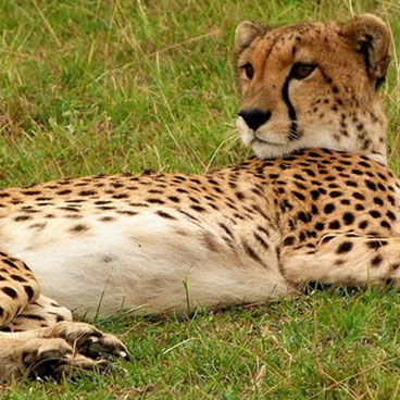 6 Days Chobe And The Okavango