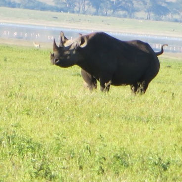 6 Days Chobe And The Okavango