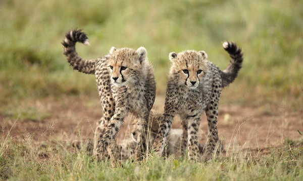 6 Day Classic Guided Tanzania Tour