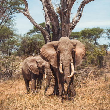 6 Days Classic Serengeti Family Odyssey