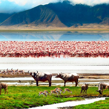6 Days Classic Serengeti Family Odyssey