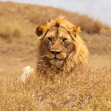 6 Days Classic Serengeti Family Odyssey