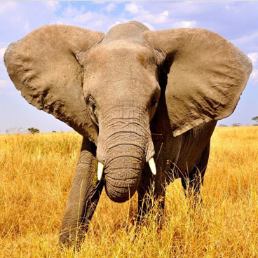 6 Days Classic Serengeti Family Odyssey
