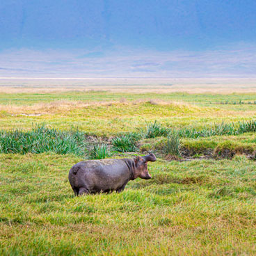6 Days Classic Serengeti Family Odyssey