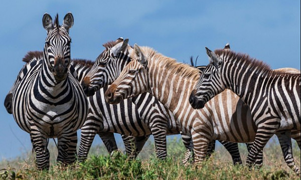 6 Day Classic Serengeti Family Odyssey