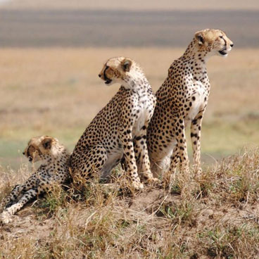 6 Days Classic Serengeti Under Canvas