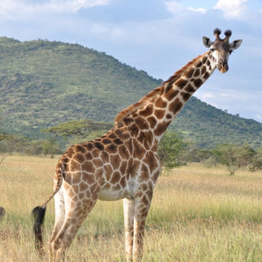 6 Days Classic Serengeti Under Canvas