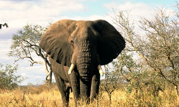 6 Day Classic Serengeti Under Canvas