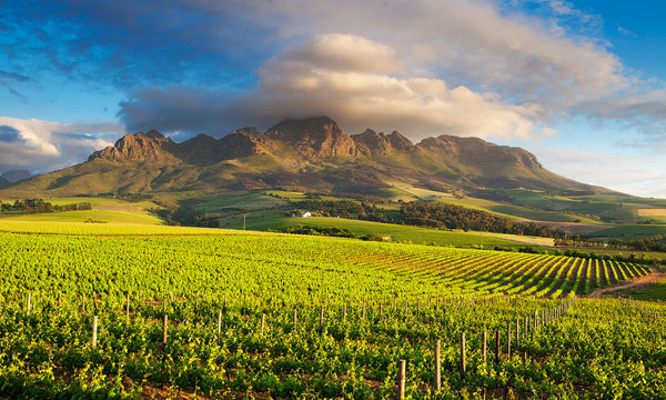 6 Day Deluxe Kruger and Cape Winelands Package