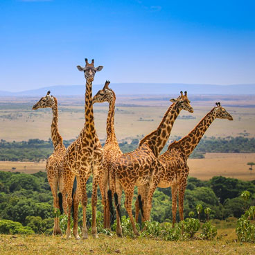 6 Days Excursion & Mara Fly Safari