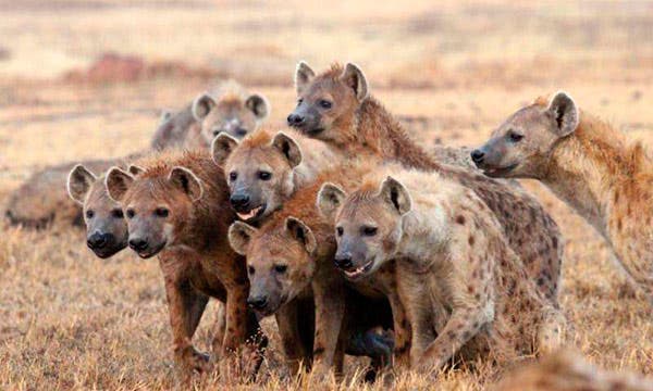 6 Day Excursion & Mara Fly Safari