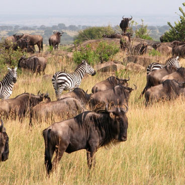 Royal Quest Tour Mount Kenya, Rift Valley Masai Mara