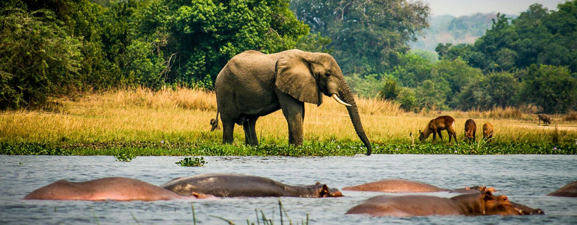 6 Days Queen Elizabeth and Kibale Safari