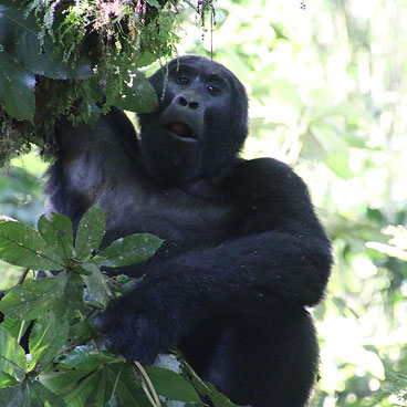 6 Days Queen Elizabeth and Kibale Safari