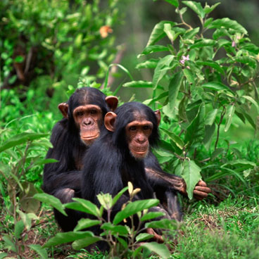 6 Days Queen Elizabeth and Kibale Safari