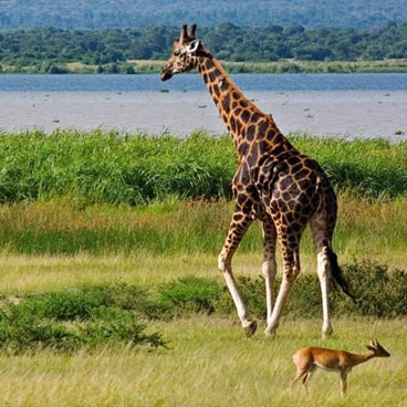 6 Days Queen Elizabeth and Kibale Safari