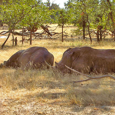 6 Days Ultimate Elephant Safari