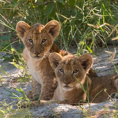 6 Days Ultimate Elephant Safari