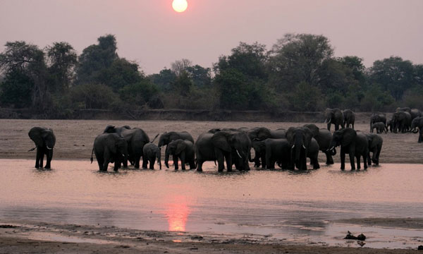 6 Days Ultimate Elephant Safari