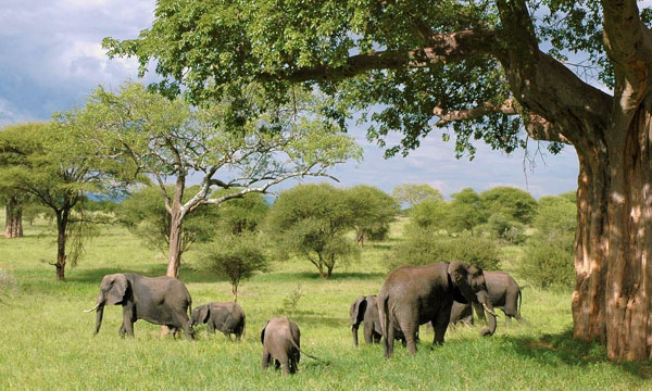 6 Day Unwind on the Banks of the Zambezi