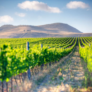 7 Day Self-drive Winelands Golfing