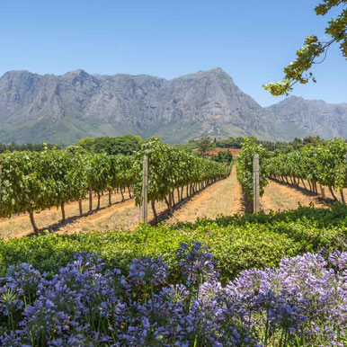 7 Day Self-drive Winelands Golfing