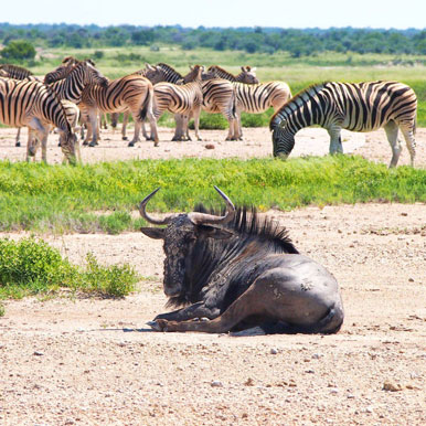 10 Day The Classic Namibia Safari