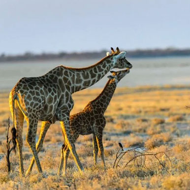 10 Day Namibia Highlights Safari