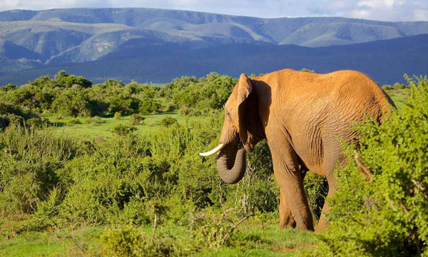 8 Day Big Five Encounter
