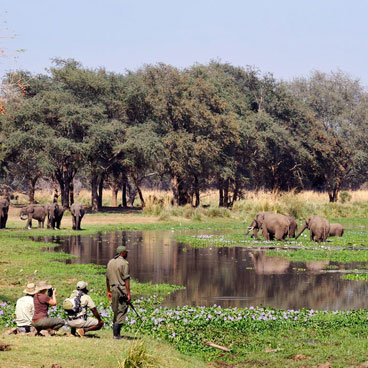 7 Day Botswana Wildlife Safari