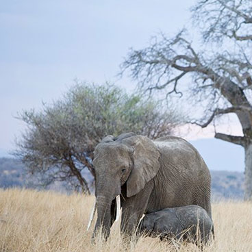 7 Days Camping Serengeti Explorer