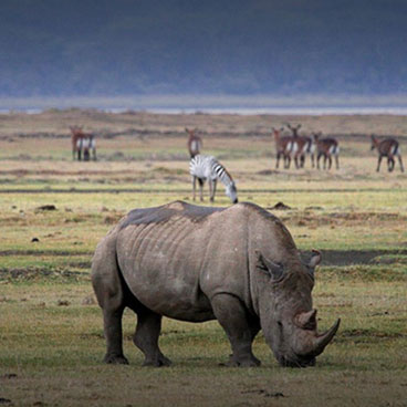 7 Days Camping Serengeti Explorer
