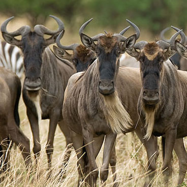 7 Days Camping Serengeti Explorer