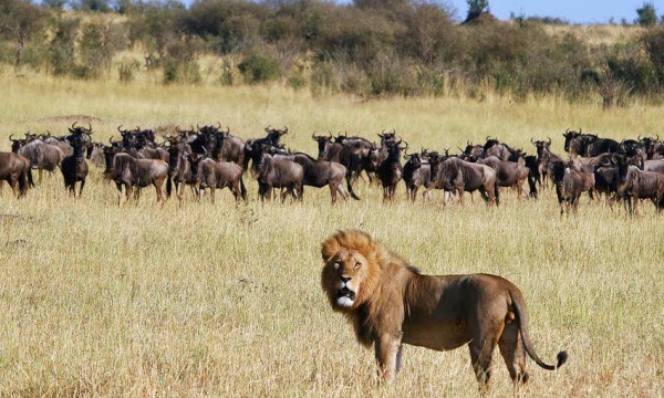 7 Day Camping Serengeti Explorer, Tanzania