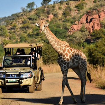 7 Days Johannesburg, Pilanesburg, Cape Town- Luxury