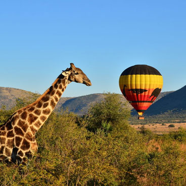 7 Days Johannesburg, Pilanesburg, Cape Town- Luxury