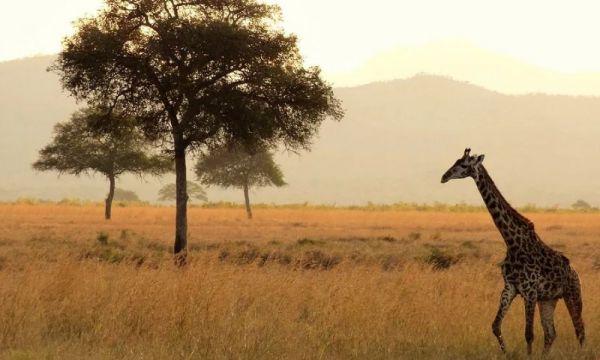 7 Day Kenya Discover Trail