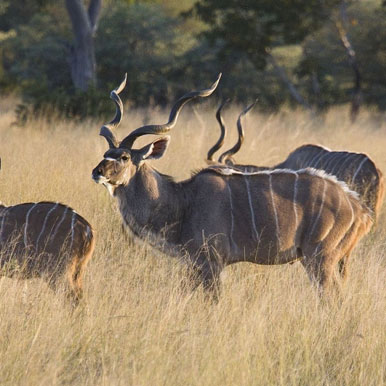 7 Days Livingstone, Caprivi, Windhoek Tour