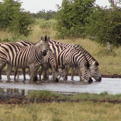 7 Days Moremi Classic - Miracle Rivers Safari