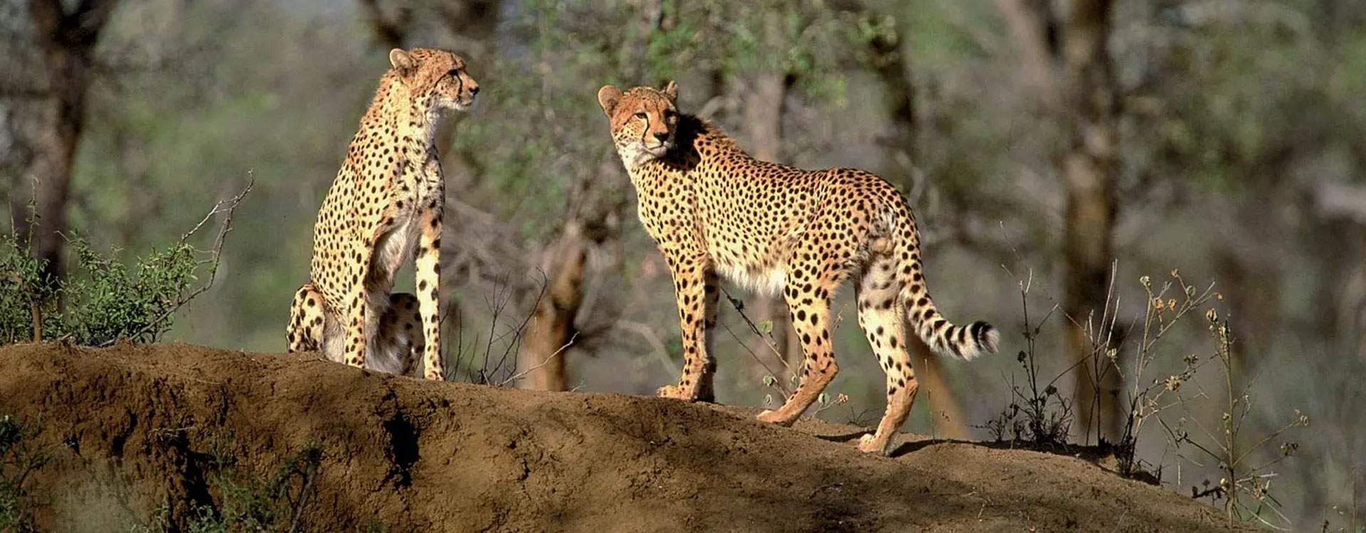 7 Day Predators of Okavango and Linyanti