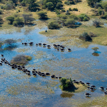7 Day Predators of Okavango and Linyanti
