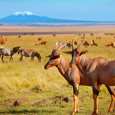 7 Days Road Safari Exploration