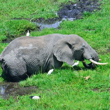 7 Days Road Safari Exploration