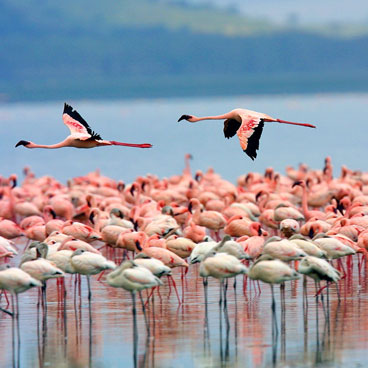 7 Days Road Safari Exploration