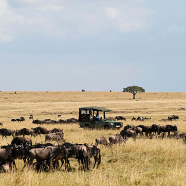 7 Days Road Safari Exploration