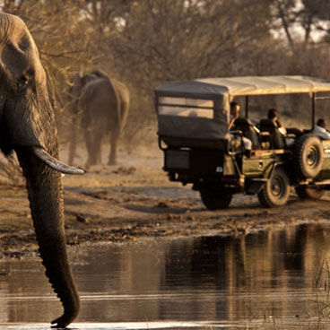 7 Day Ultimate Luxury Botswana Wildlife Safari