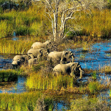 Classic Chobe & Okavango Delta Honeymoon Safari Tour