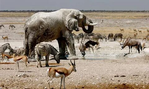 8 Day Bushman and Delta 4x4 Adventure Namibia to Zambia