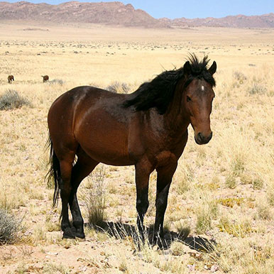 10 Days 9 Nights Makalali Ride