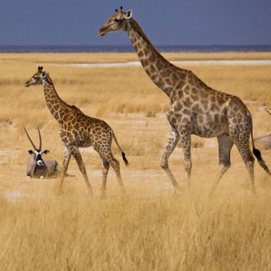 8 Day Northern Namibia Adventure Safari